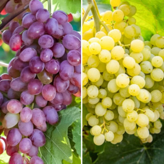Комплект винограда Сверхранний из 2 сортов изображение 3