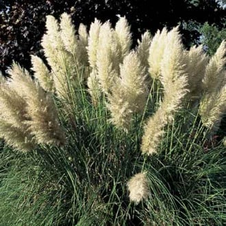 Кортадерия (пампасная трава) Пумила изображение 5