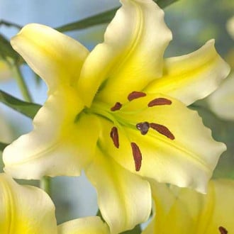 Лилия-дерево Серано изображение 5