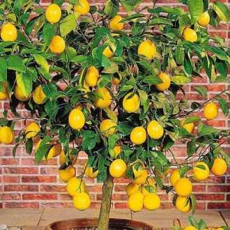 Лимон изображение 1