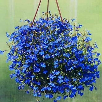 Лобелия Ривьера синяя изображение 4