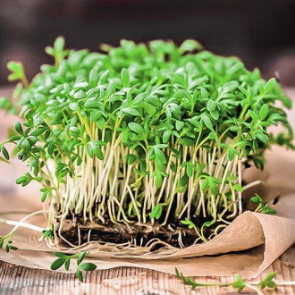 Микрозелень Базилик овощной, смесь семян изображение 6
