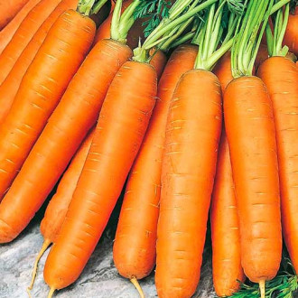 Морковь Берликум Роял изображение 4