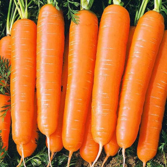 Морковь Болеро F1 изображение 1