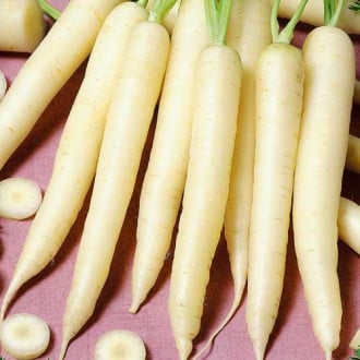 Морковь Чаровница сахарная Седек изображение 2