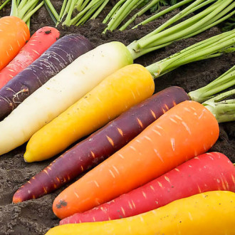 Морковь Детская грядка радуга Premium Seeds изображение 3