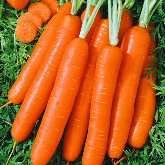 Морковь Детская сладкая изображение 1
