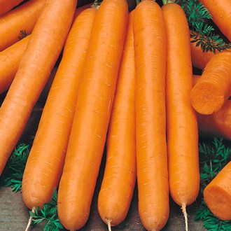 Морковь гранулированная Амстердамска, семена изображение 6