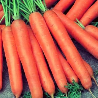 Морковь гранулированная безсерцевинная Лонге Роте изображение 3