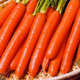 Морковь гранулированная Витаминная 6, семена изображение 5