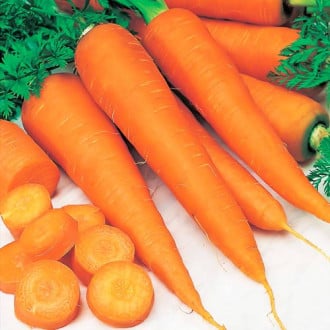 Морковь Китайская красавица Седек изображение 4