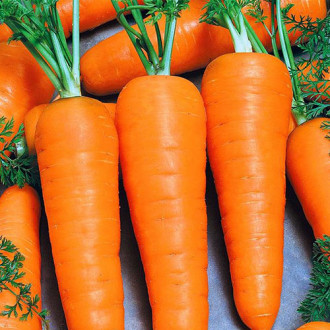 Морковь Корейская закуска Уральский дачник изображение 1