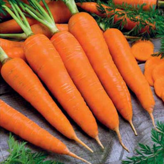Морковь Королева осени Седек изображение 3
