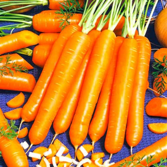 Морковь Маэстро F1, семена изображение 5