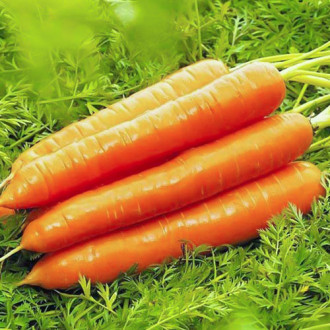 Морковь Медовая сказка изображение 3