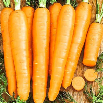 Морковь Нирвана изображение 5