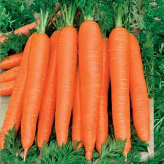 Морковь Осенний король Седек изображение 2