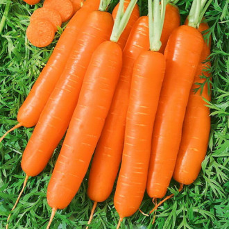 Морковь Престо F1 на ленте изображение 6