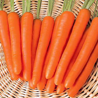 Морковь Рыжая невеста Premium Seeds изображение 1