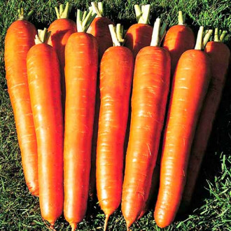 Морковь Сахарный гигант Уральский дачник изображение 3