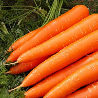 Морковь сахарная Лакомка F1 Русский огород НК изображение 4