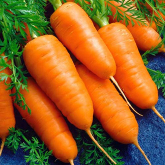 Морковь Шантенэ 2461, семена изображение 2