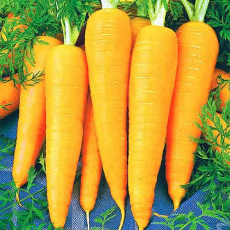 Морковь Янтарный плов Седек изображение 5