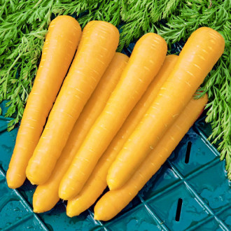 Морковь Золотистый плов Premium Seeds изображение 1