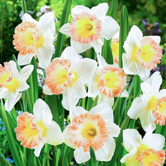 Нарцисс крупноцветковый Бритиш Гембл изображение 6