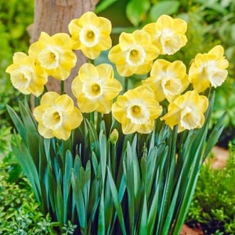 Нарцисс крупноцветковый Авалон изображение 4