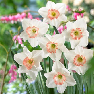 Нарцисс крупноцветковый Джанис Бабсон изображение 3