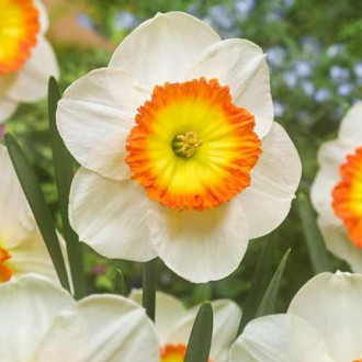 Нарцисс крупноцветковый Саунд изображение 5