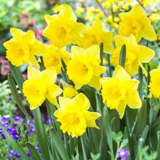 Нарцисс крупноцветковый Парк Сан изображение 4