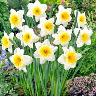 Нарцисс крупноцветковый Слим Витман изображение 2