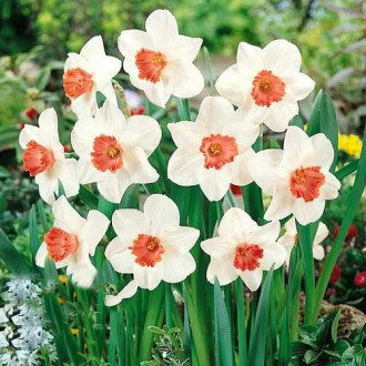 Нарцисс крупноцветковый Пинк Шарм изображение 4
