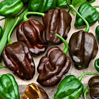 Перец острый Хабанеро шоколодный Седек изображение 3