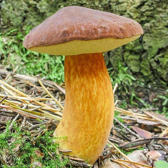 Польский гриб изображение 6