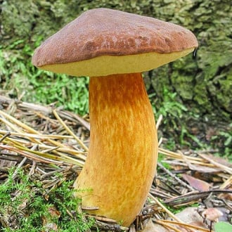 Польский гриб изображение 1