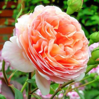 Роза английская Абрахам Дерби изображение 6
