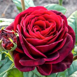 Роза английская Астрид Граффин фон Харденберг изображение 2