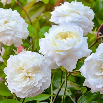 Роза английская Белая Сенсация изображение 2
