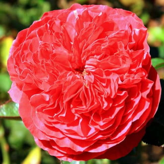 Роза английская Бенджамин Бриттен изображение 5