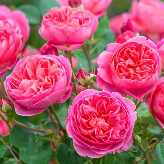 Роза английская Боскобел изображение 5