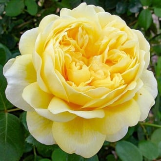 Роза английская Чарльз Дарвин изображение 6