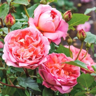 Роза английская Чарльз Остин изображение 2