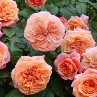 Роза английская Чиппендейл изображение 1