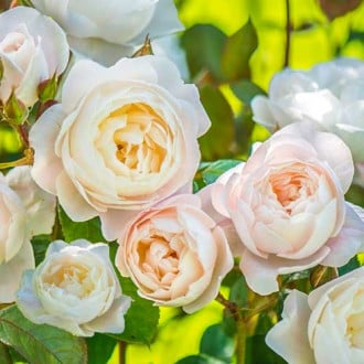 Роза английская Дездемона изображение 6
