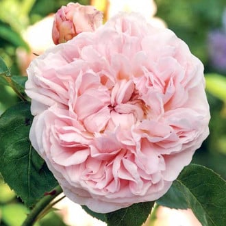 Роза английская Дженерос Гарденер изображение 1
