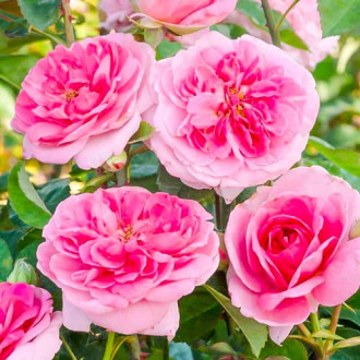 Роза английская Гертруда Джекилл изображение 1