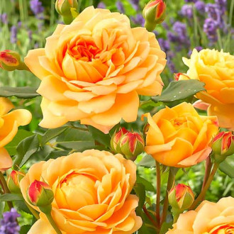 Роза английская Голден Селебрейшн изображение 6
